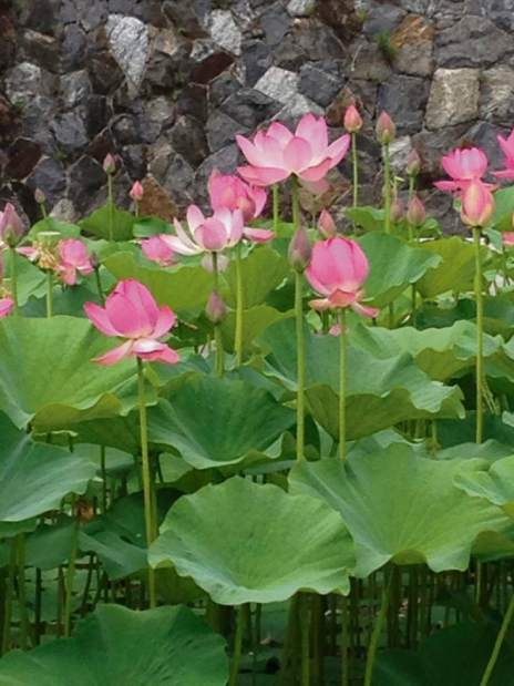 photo of lotus plant