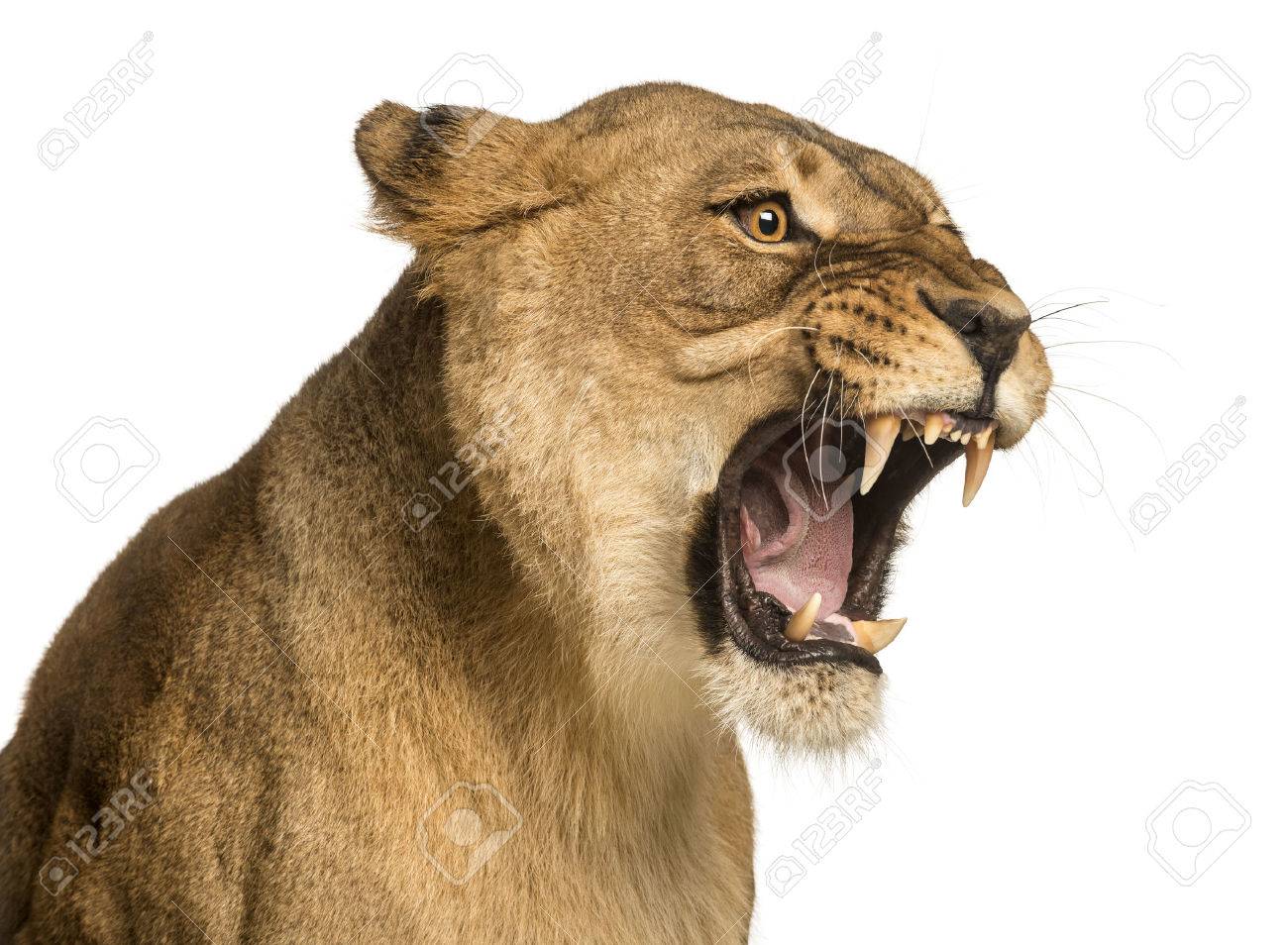 pic of lioness roaring