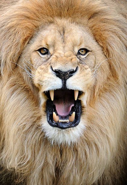 free photos of roaring lion
