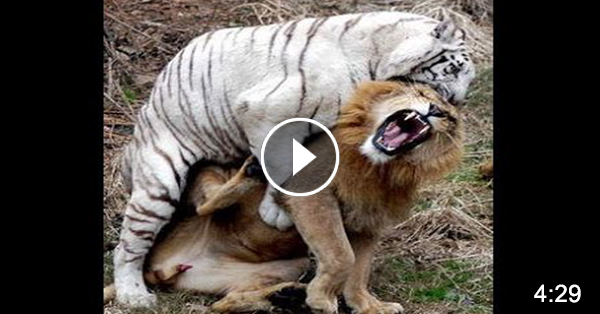 show me a picture of a lion and a tiger fighting