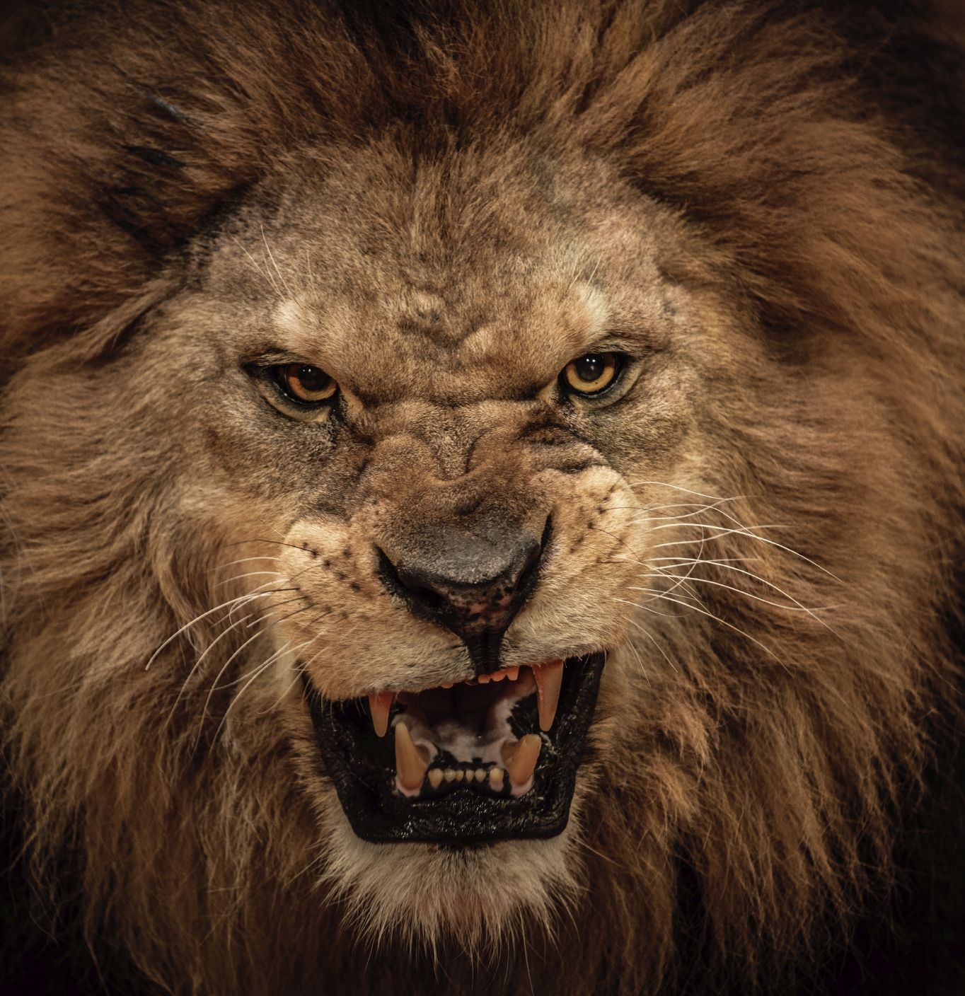 roaring lion drawing