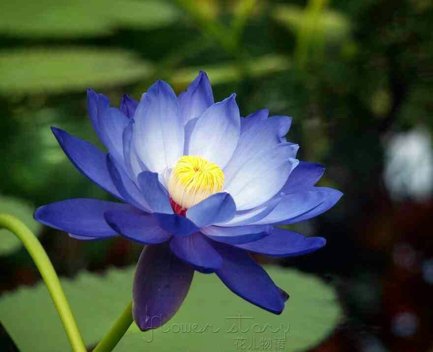 photo of blue lotus flower