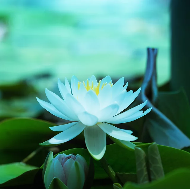 pic of blue lotus flower