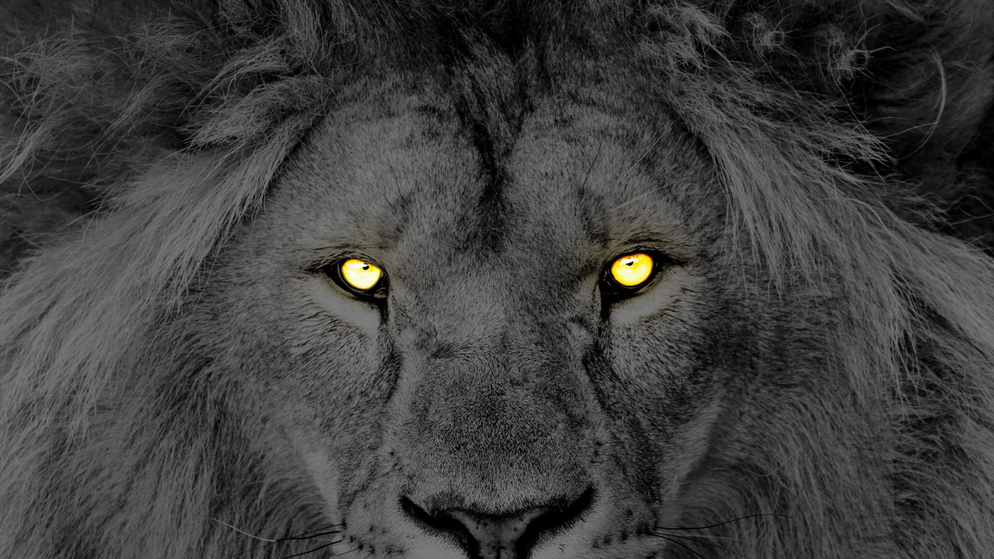 roaring lion images hd download