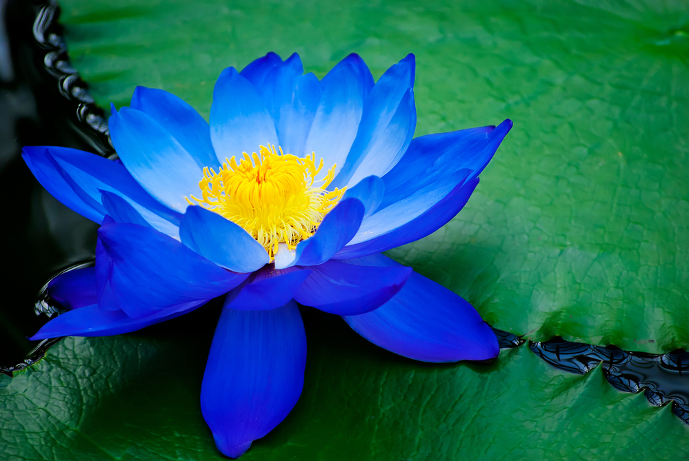 pic of blue lotus flower
