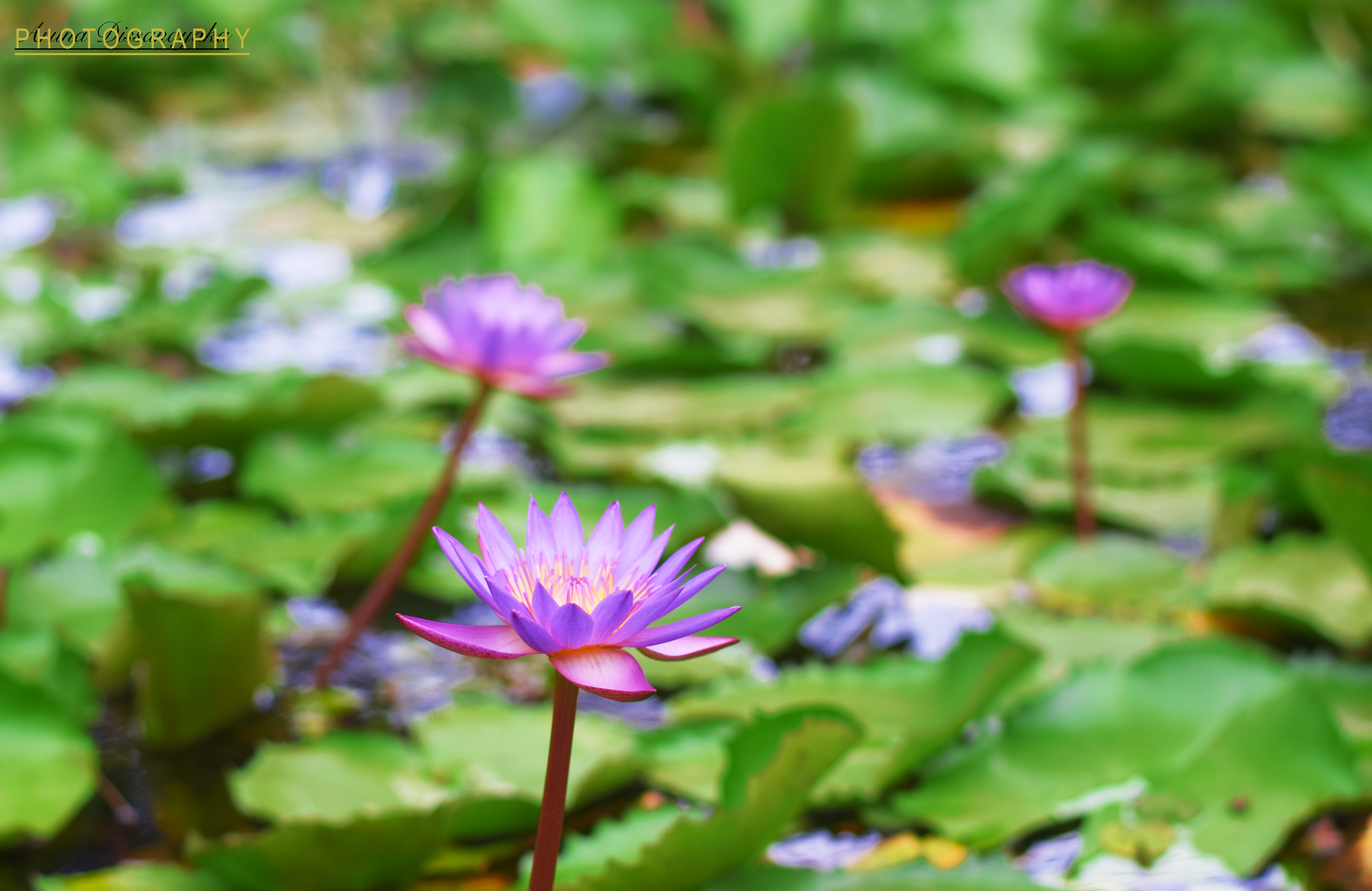 pic of blue lotus flower