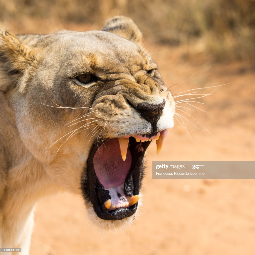 photo of lioness roaring