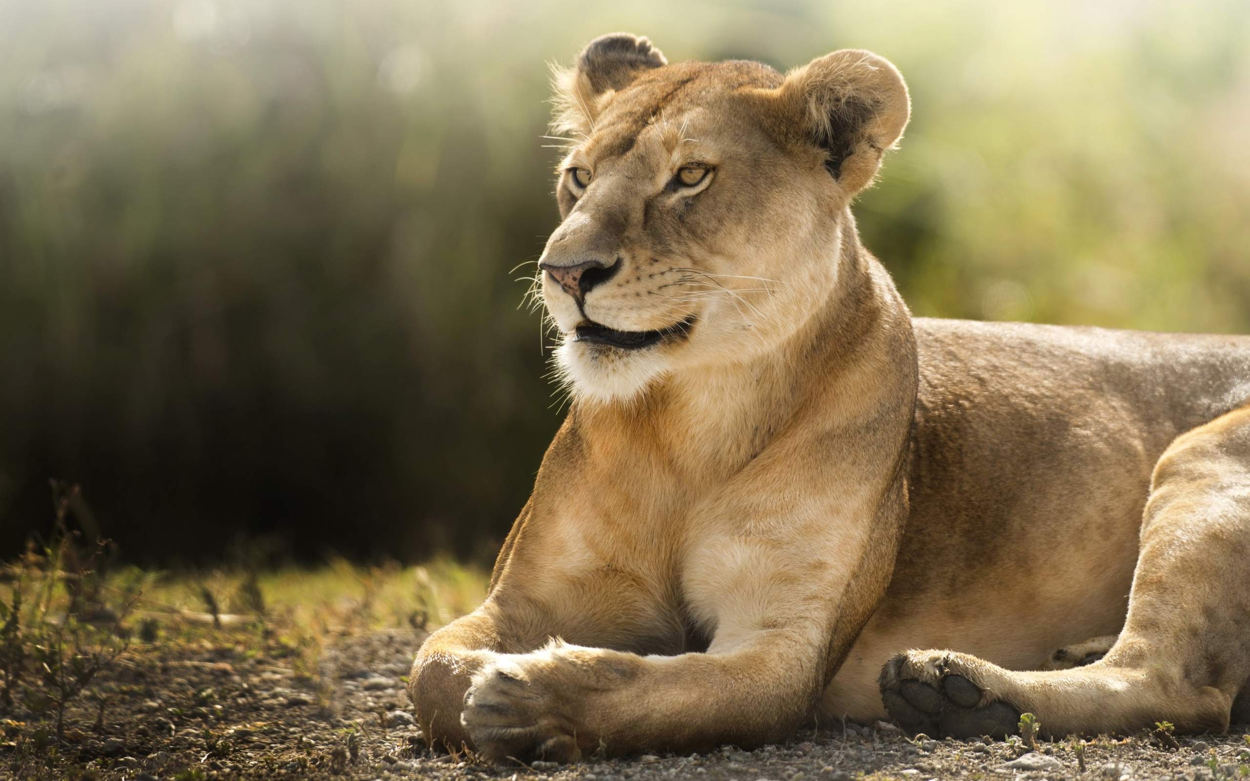 hd images of lioness