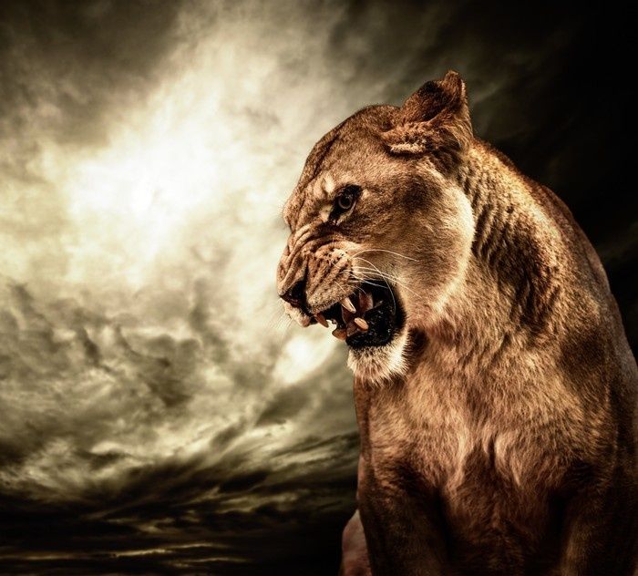 picture of lioness roaring