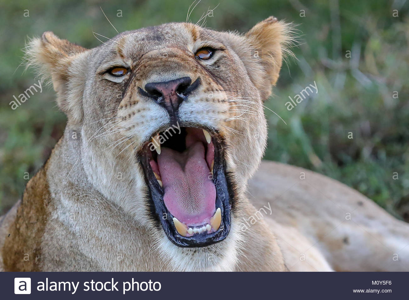 picture of lioness roaring at lion