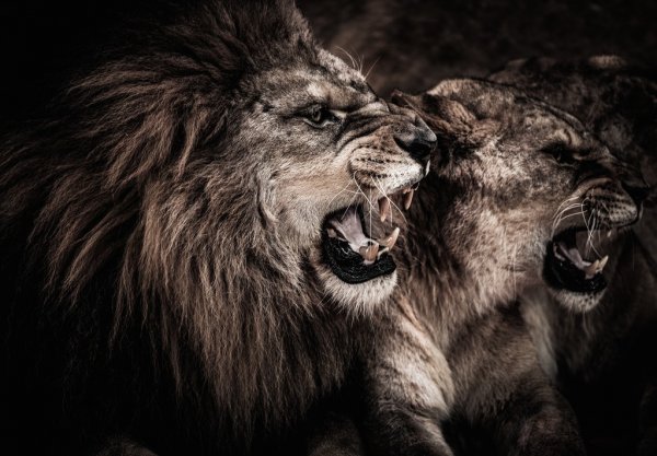 free image of roaring lion