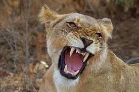 pic of lioness roaring