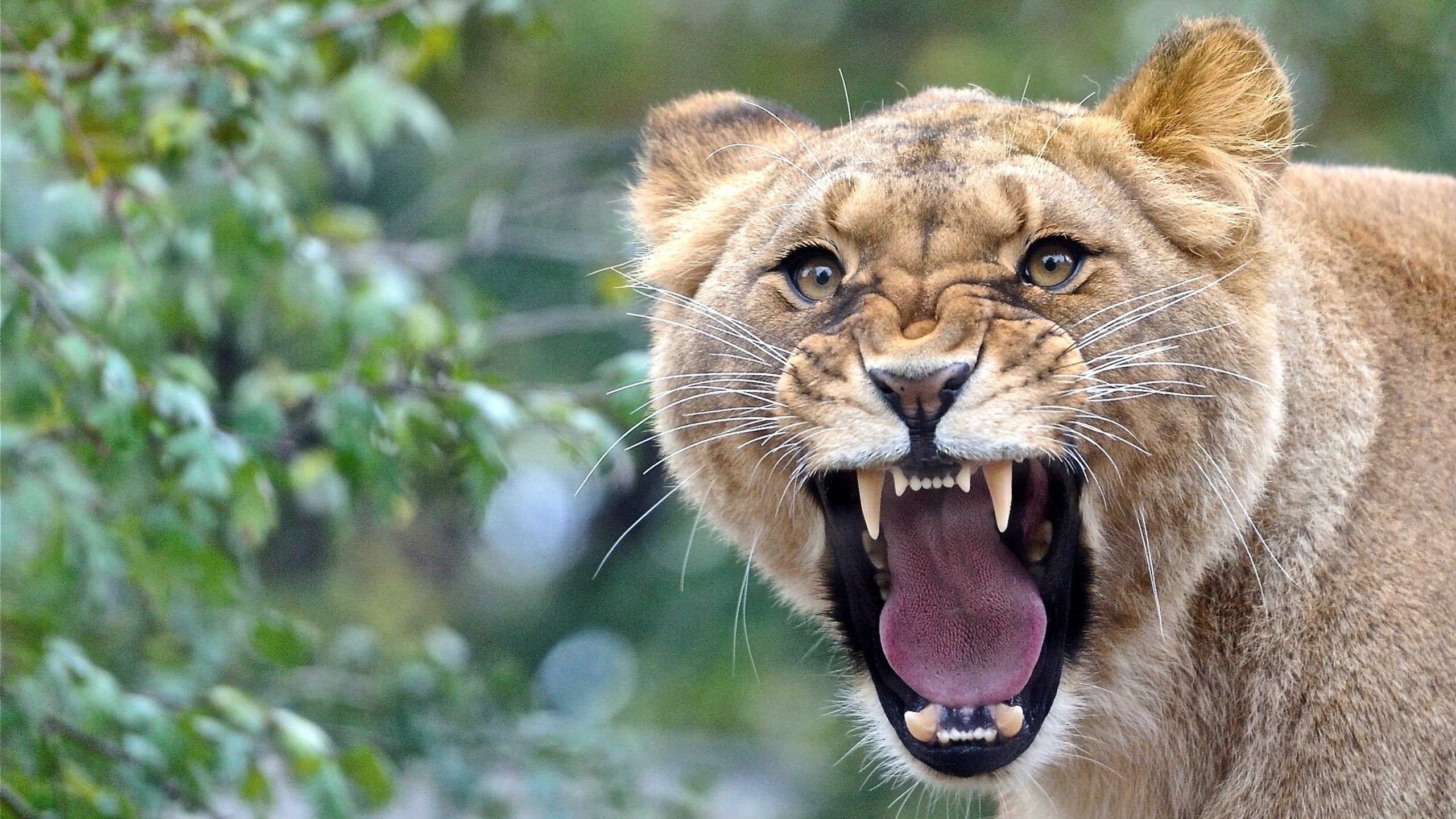 photo of lioness roaring
