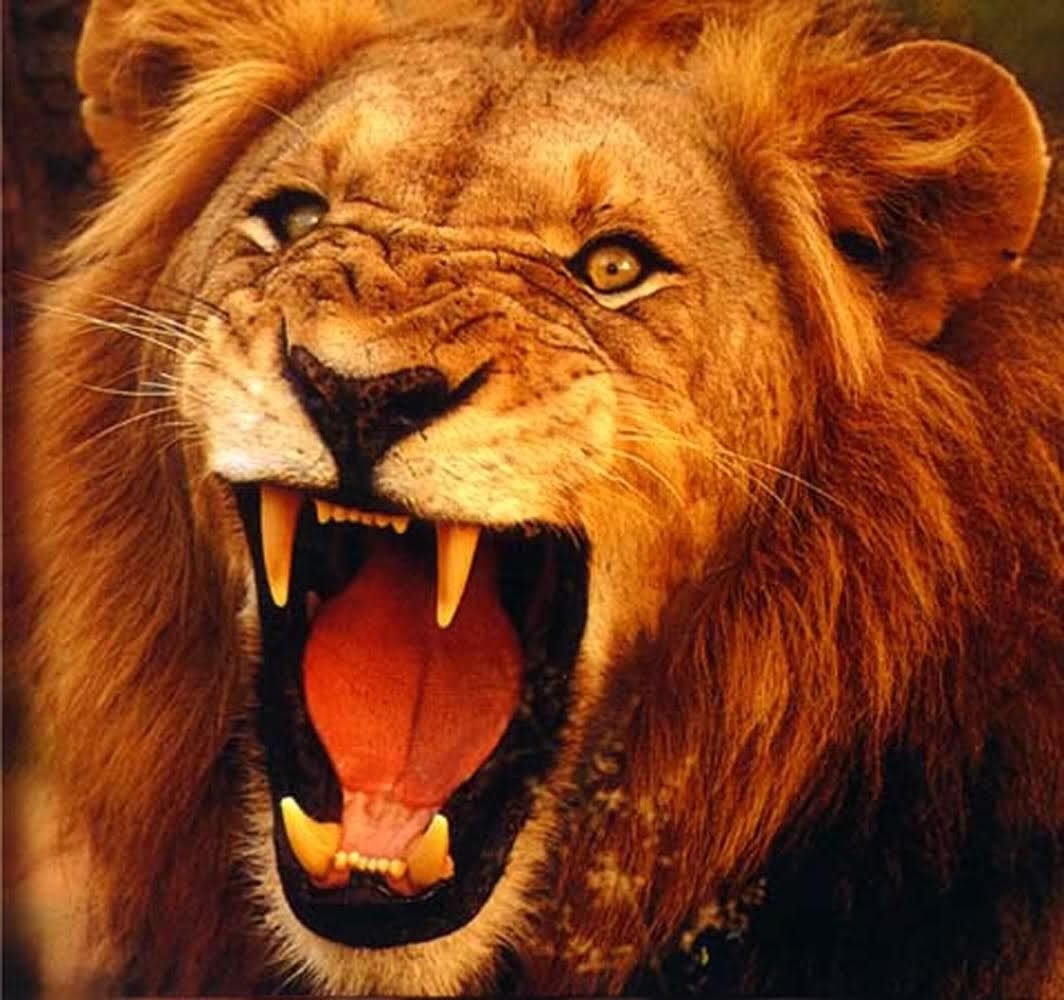 roaring lion
