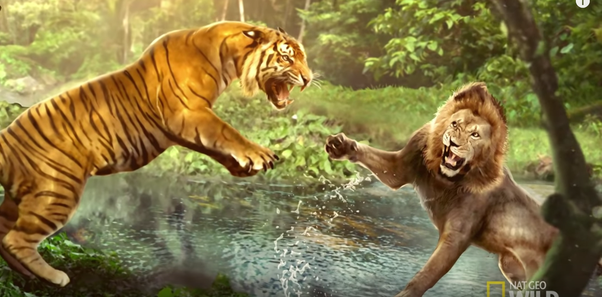 images of lion and tiger fighting