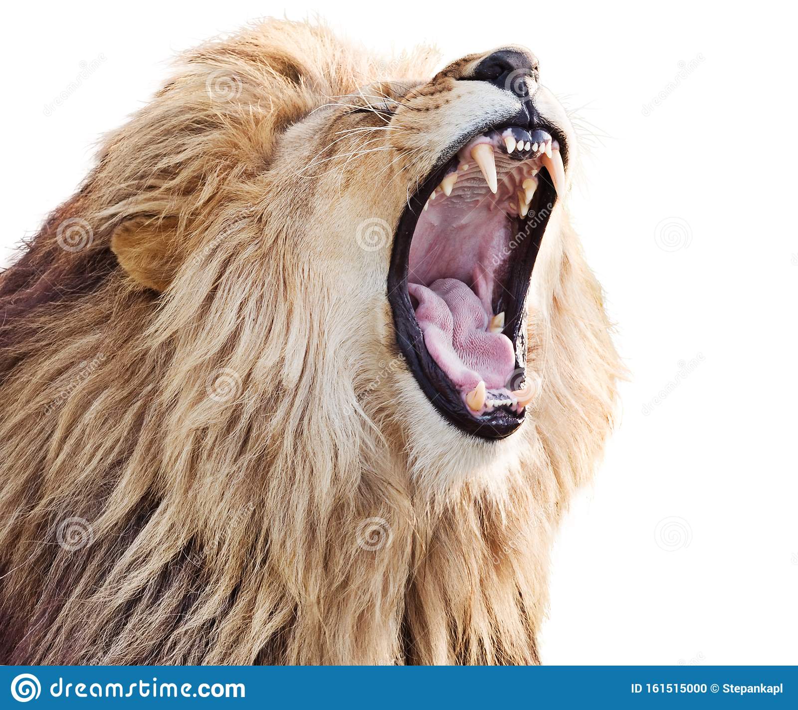 roaring lion freepik