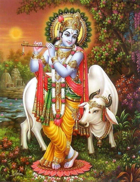 lord krishna hd images with cow

