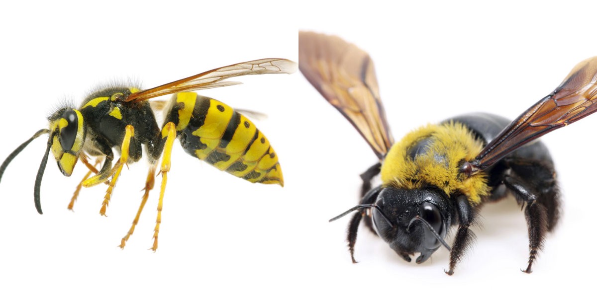 photo of different bees