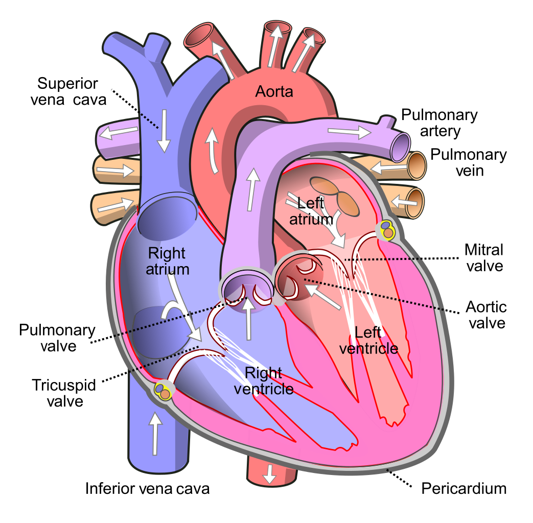 pics of human heart drawing