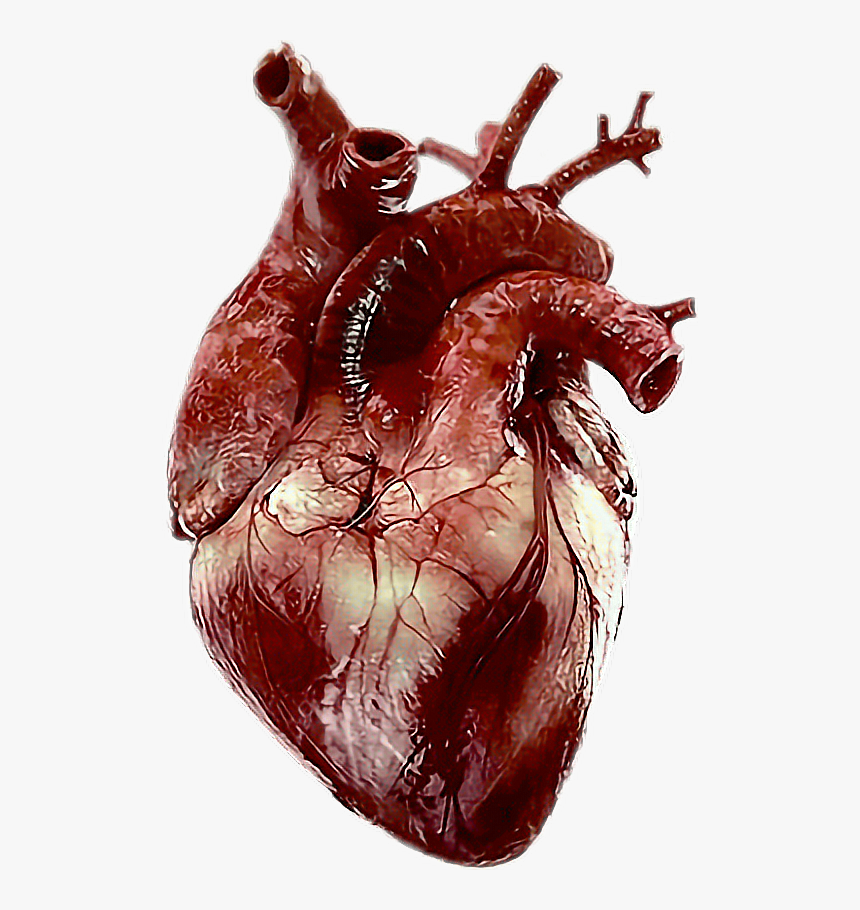 images of human heart real