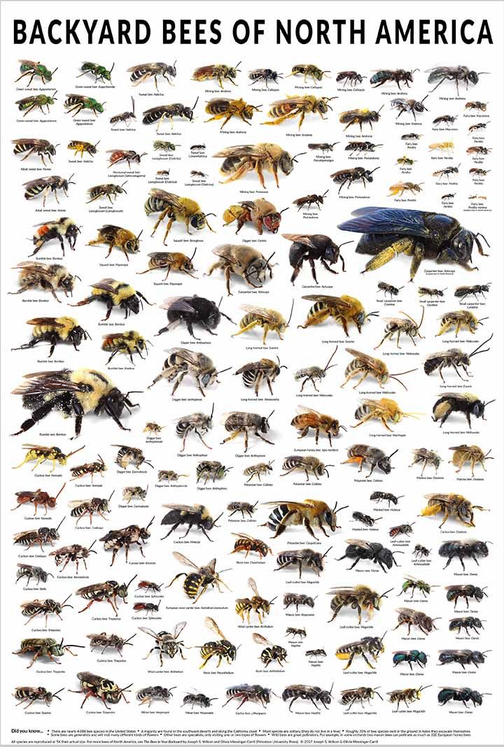 pic of types of bees