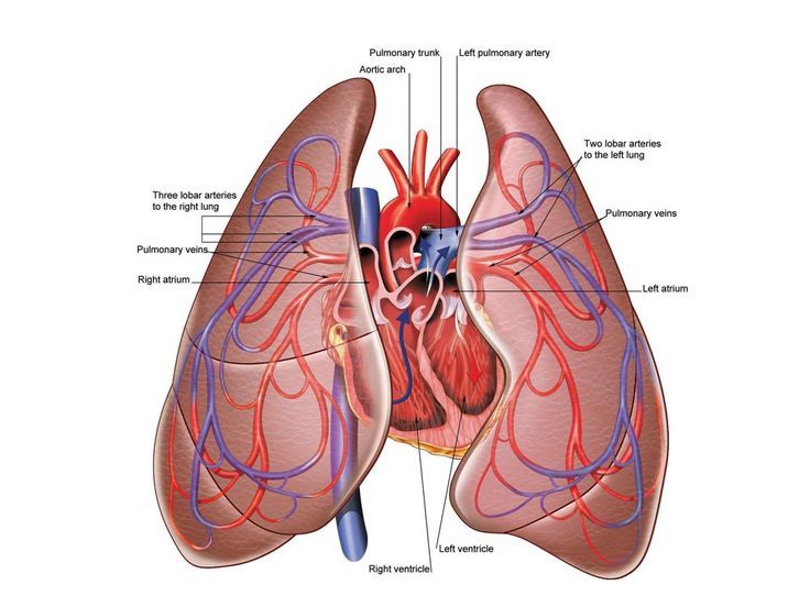 image of lungs and heart in human body