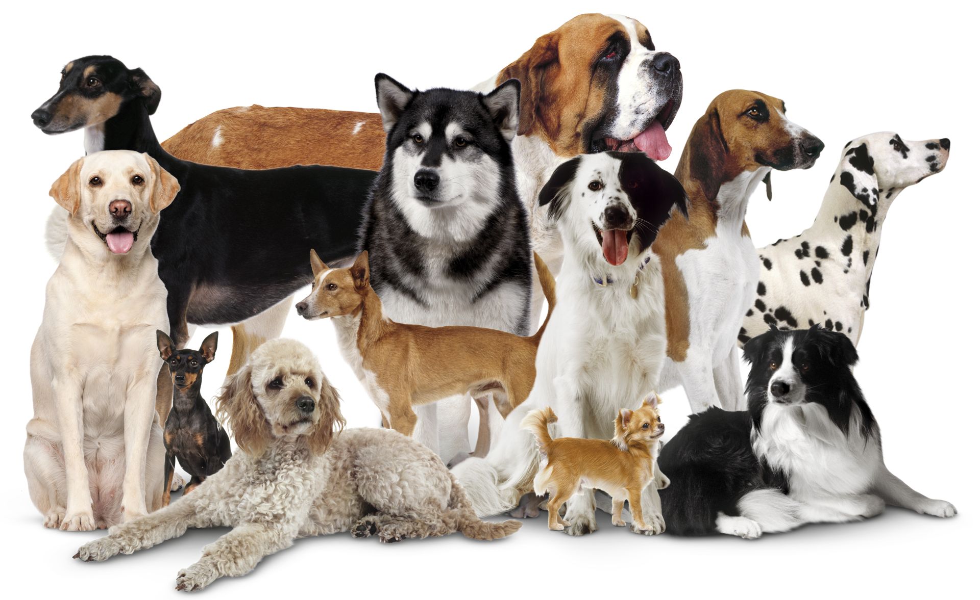photo of different types of dogs