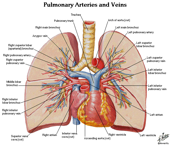 image of lungs and heart in human body
