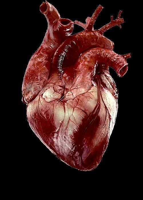 pictures of real human heart