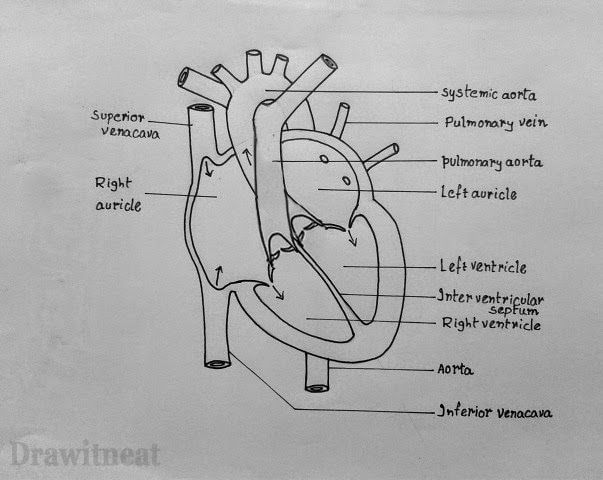 pics of human heart drawing