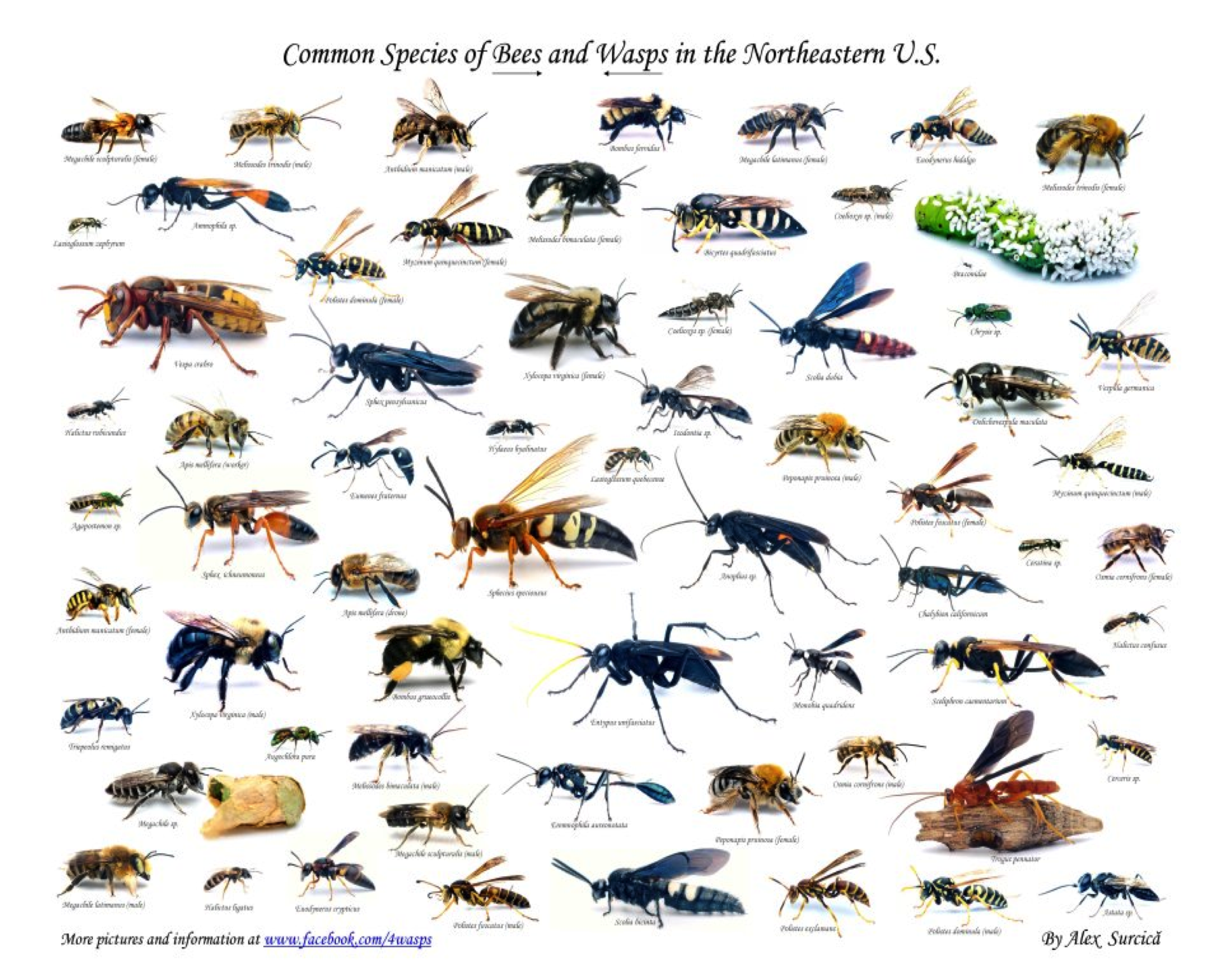 pic of different bees