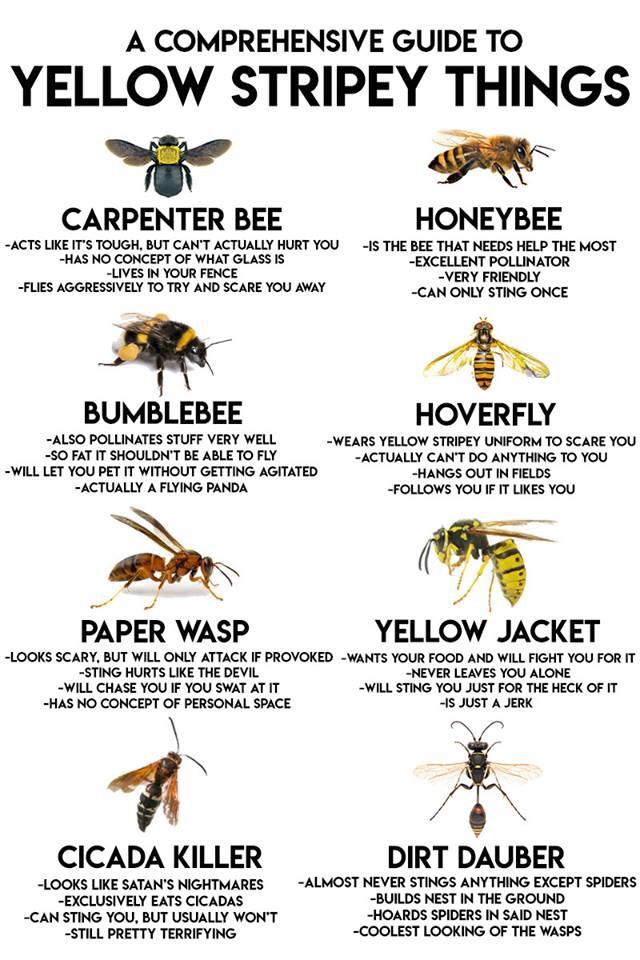 pic of different bees

