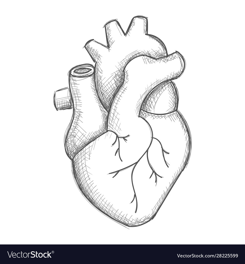 pics of human heart drawing

