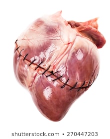 pics of human heart real
