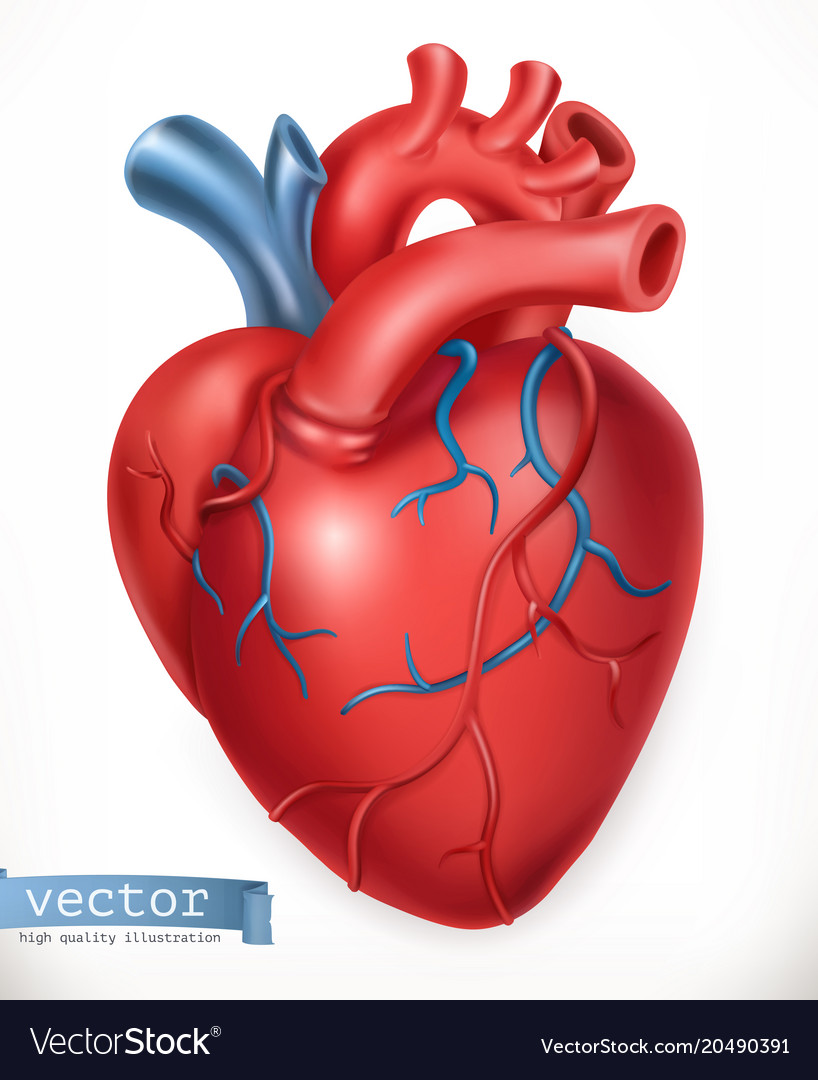 3d pic of human heart