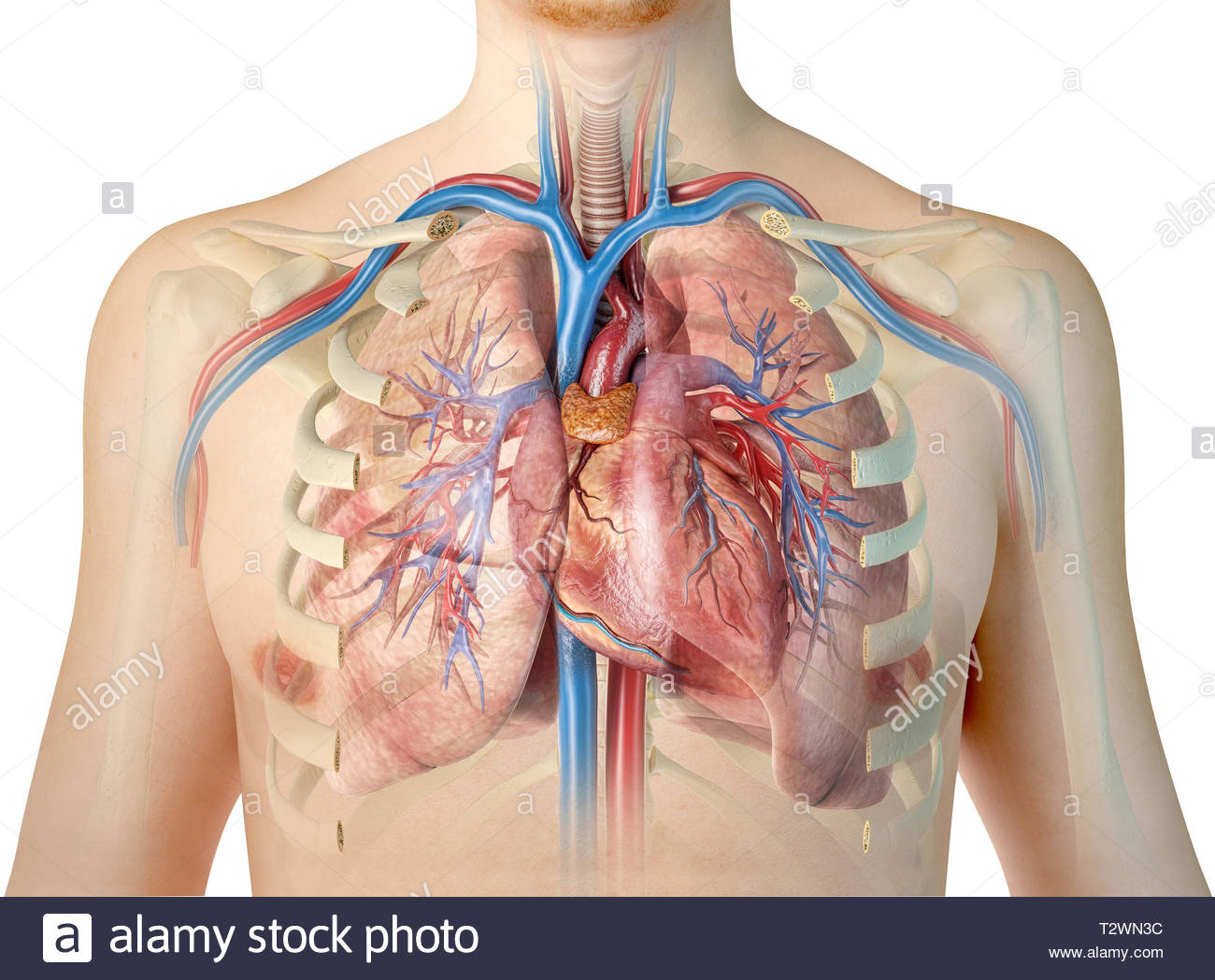 image of lungs and heart in human body