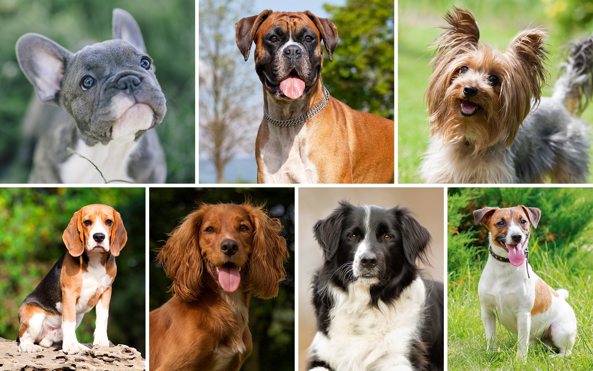 Покажи все виды. Разные породы собак. Название собак. Разнообразие пород собак. Разные собаки средние.