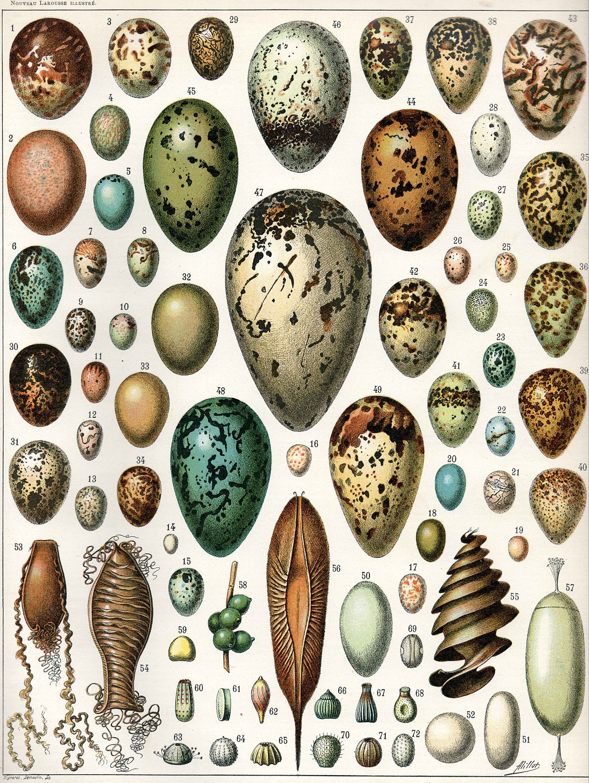 pictures of reptile eggs