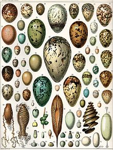 images of reptile eggs