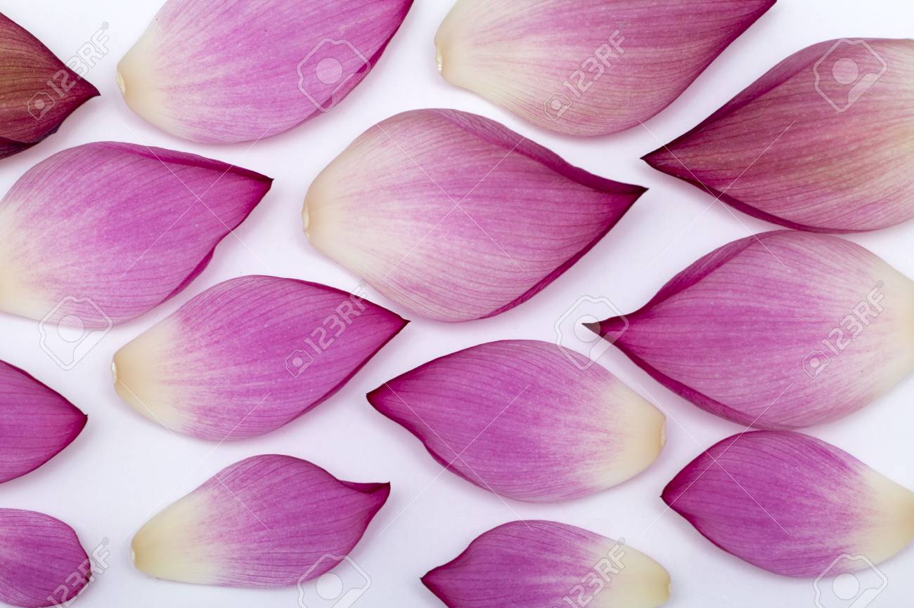 photo lotus petals
