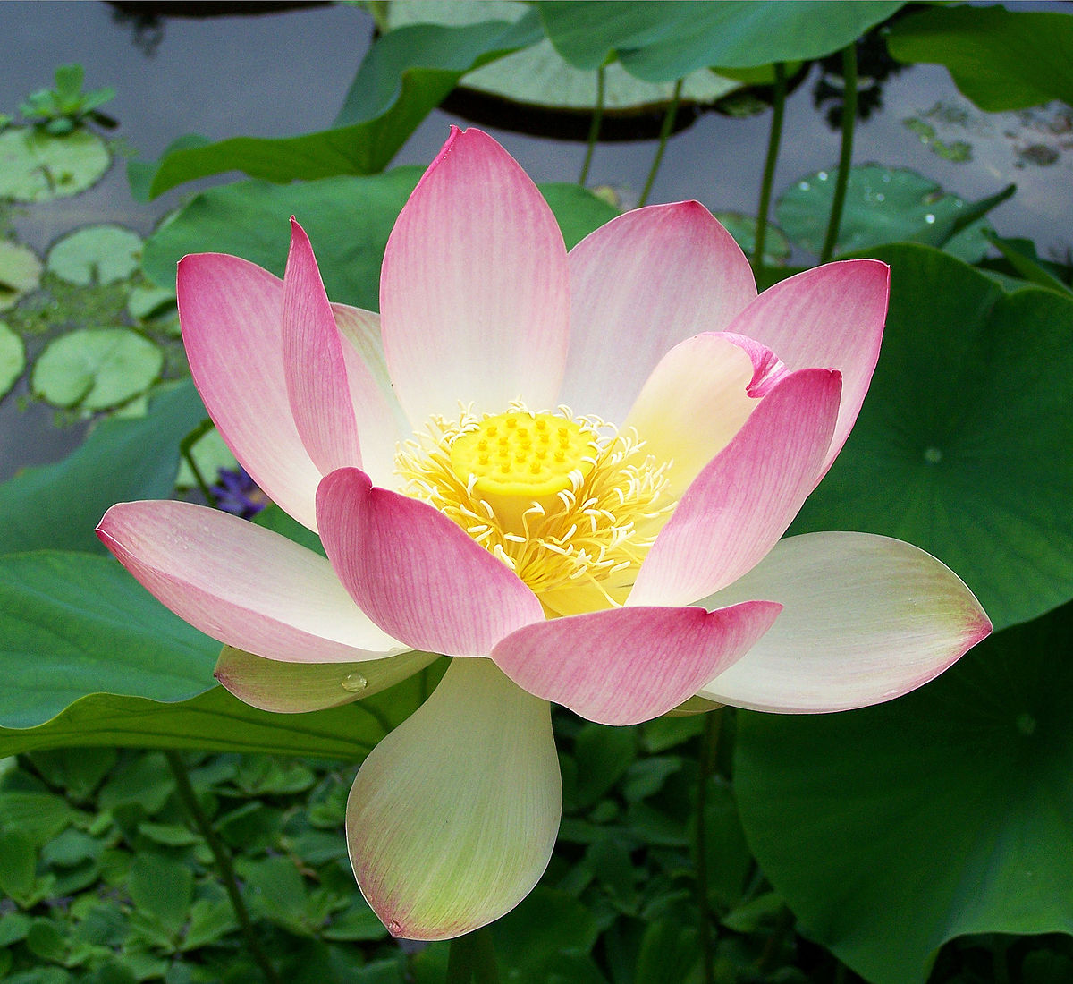 photo white lotus flower