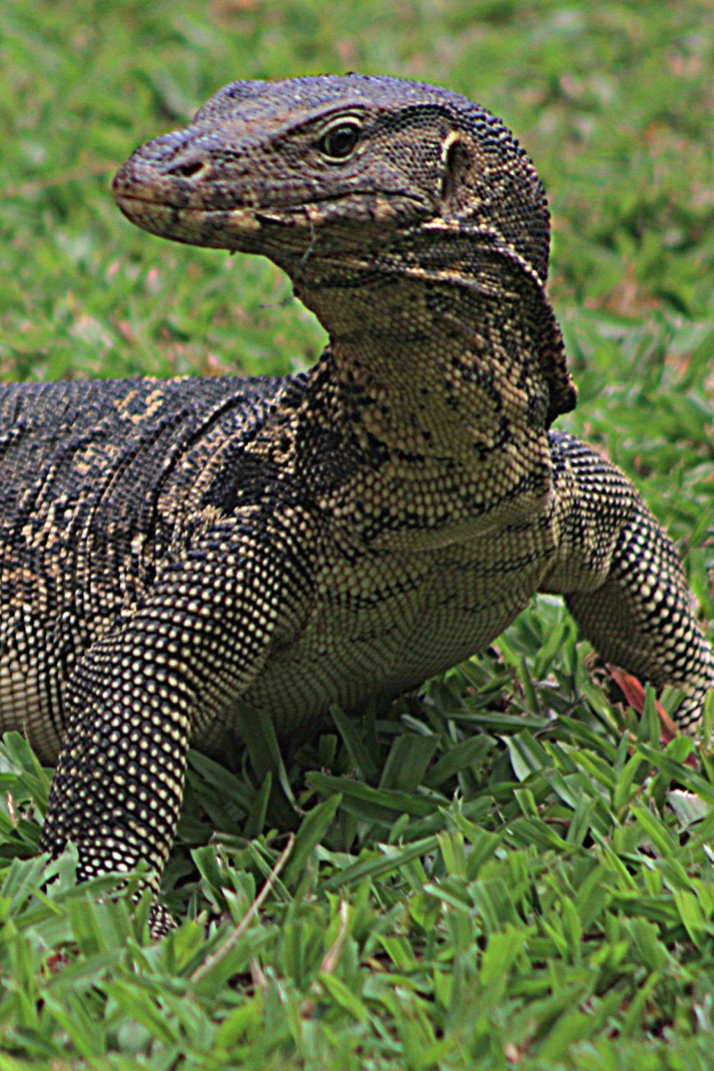 images of asian water monitor lizard