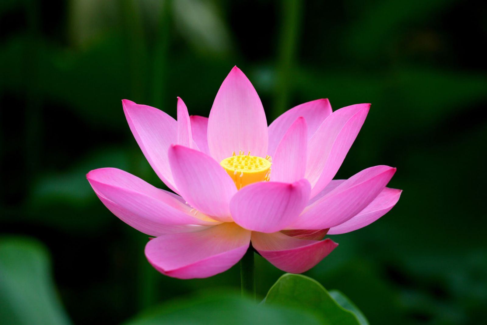 facebook cover photo lotus flower