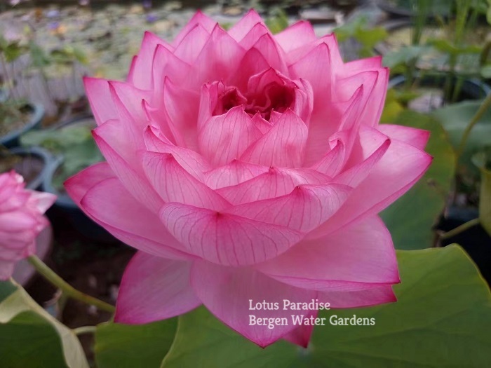 photo lotus petals