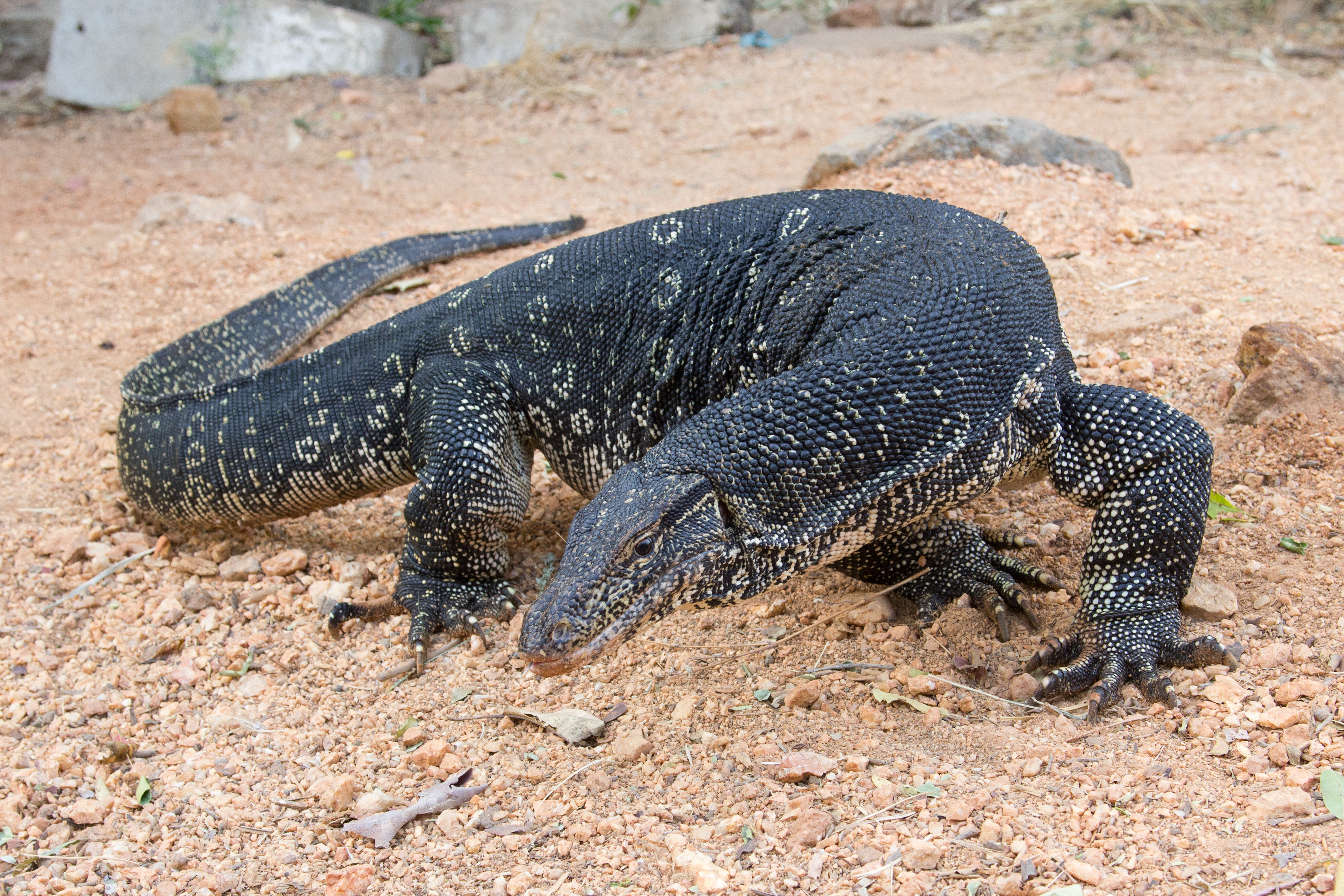 pictures of water monitor lizard
