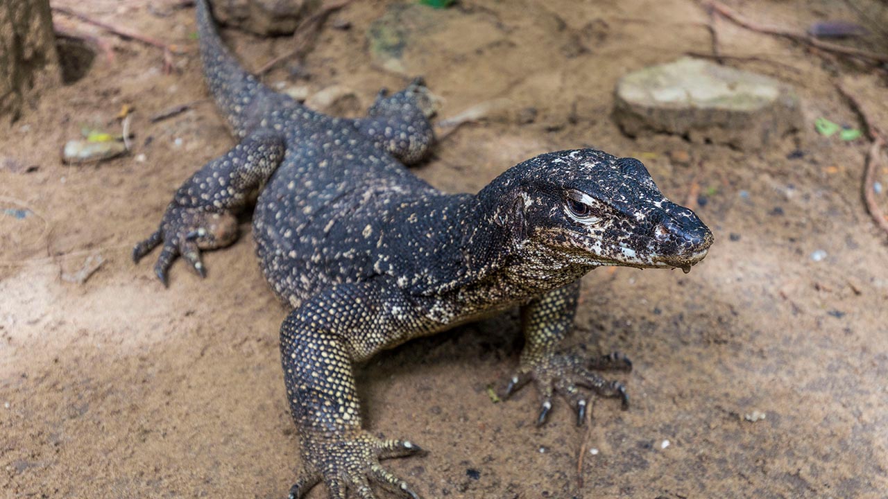 pictures of asian water monitor lizard