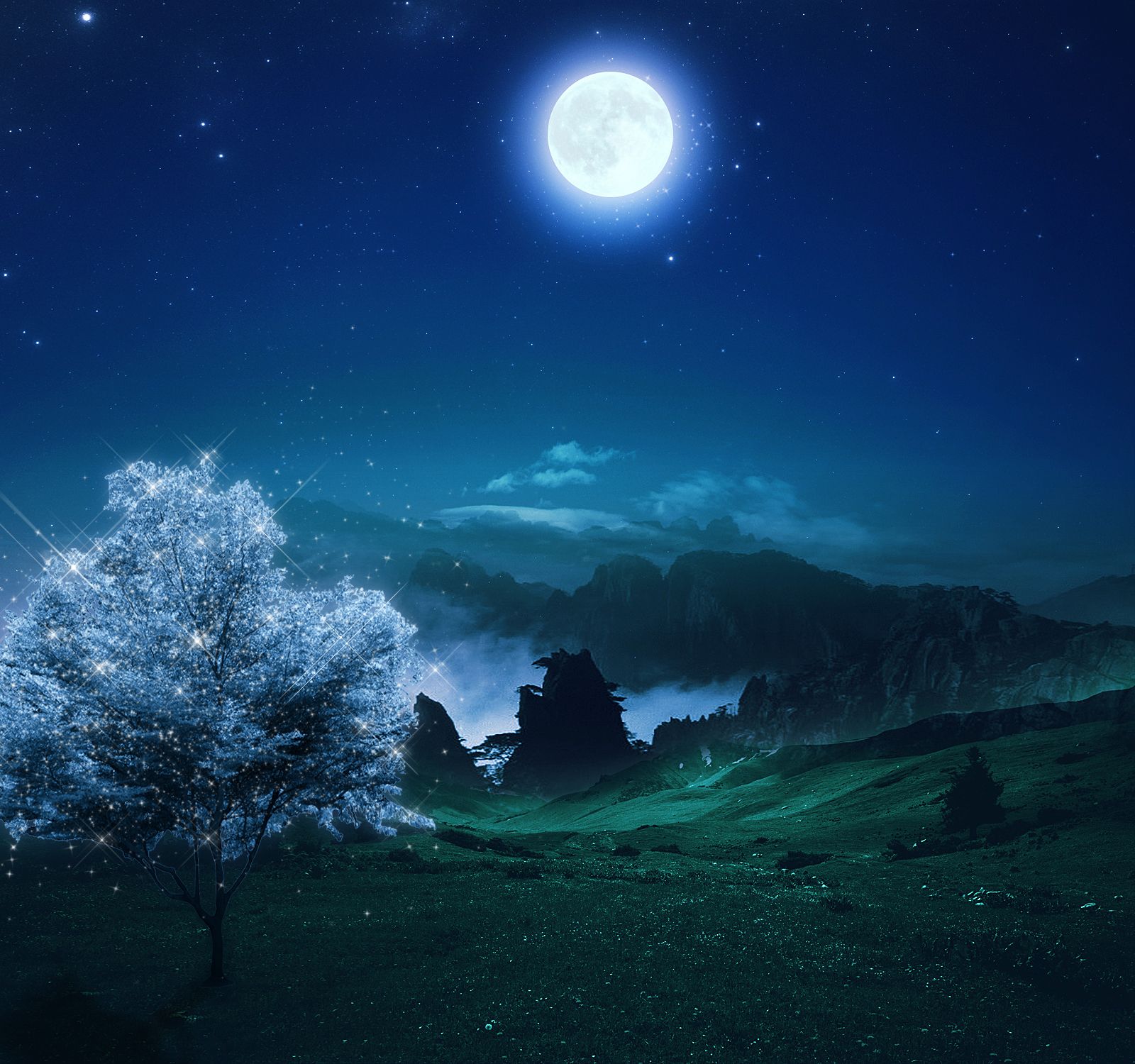 photo of beautiful night nature