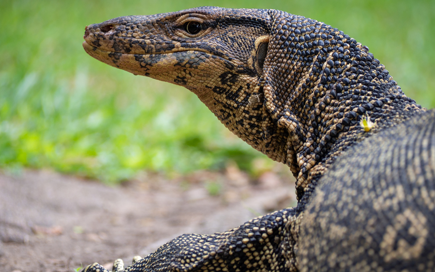 show the picture of monitor lizard