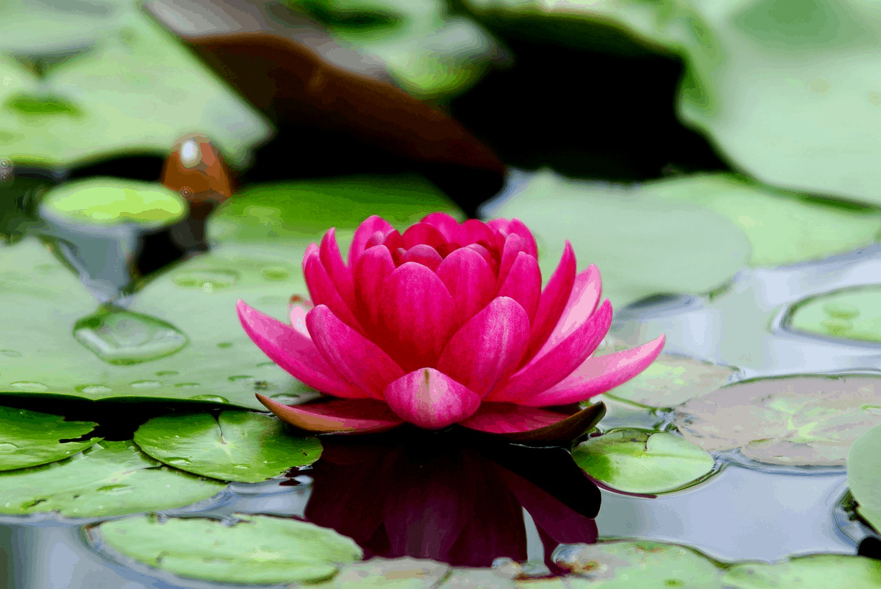 photo lotus flower
