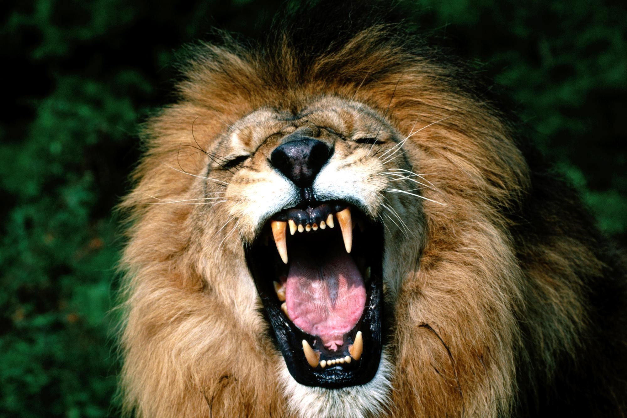lion roaring face images